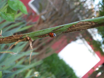 lady bug or gentle man bug?