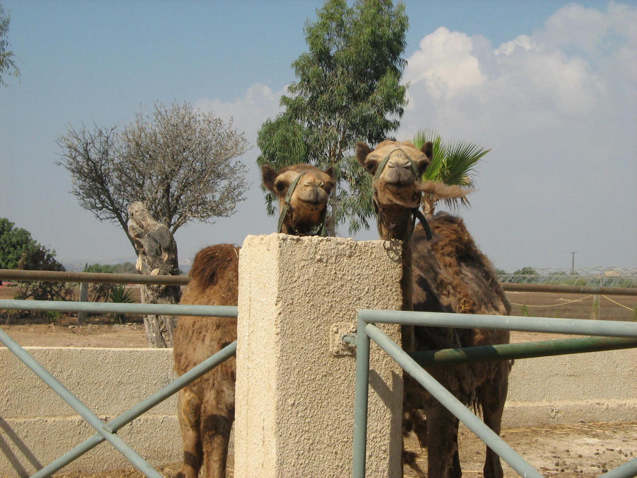 Camels