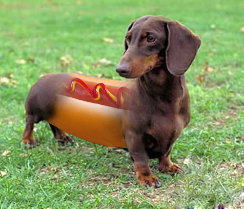 Albums 97+ Images how do you spell weiner as in hot dog Excellent