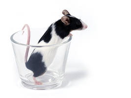 glass of... mouse