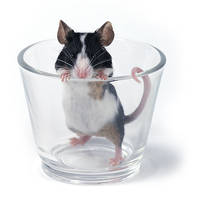 another... glass of... mouse