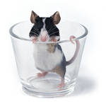 another... glass of... mouse by Emielcia