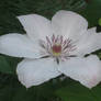 White Star Flower