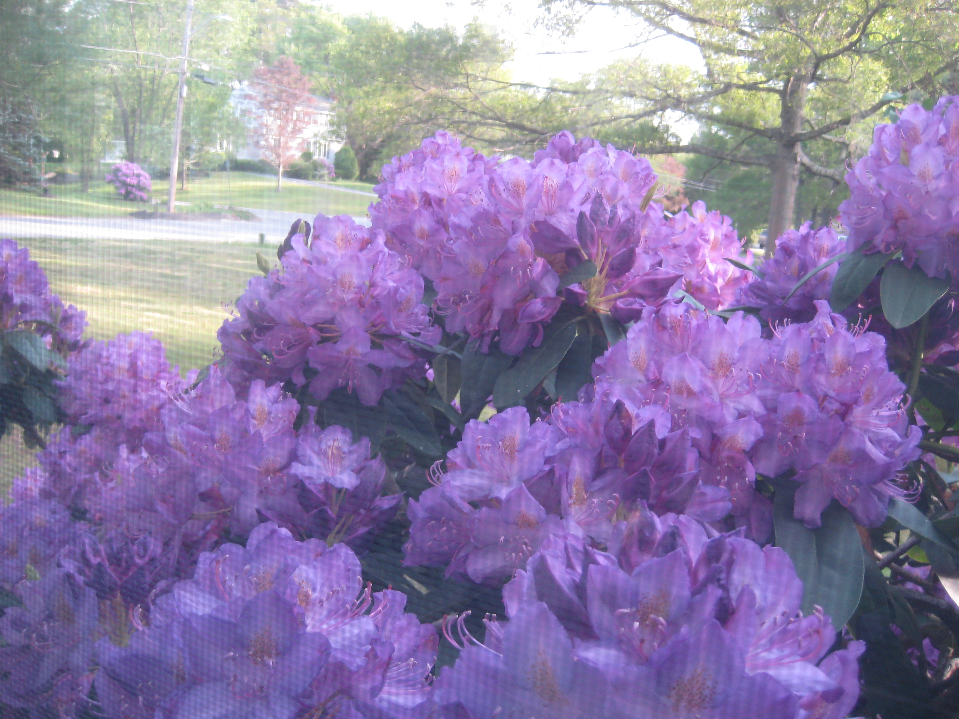 Purple Hydrangea's