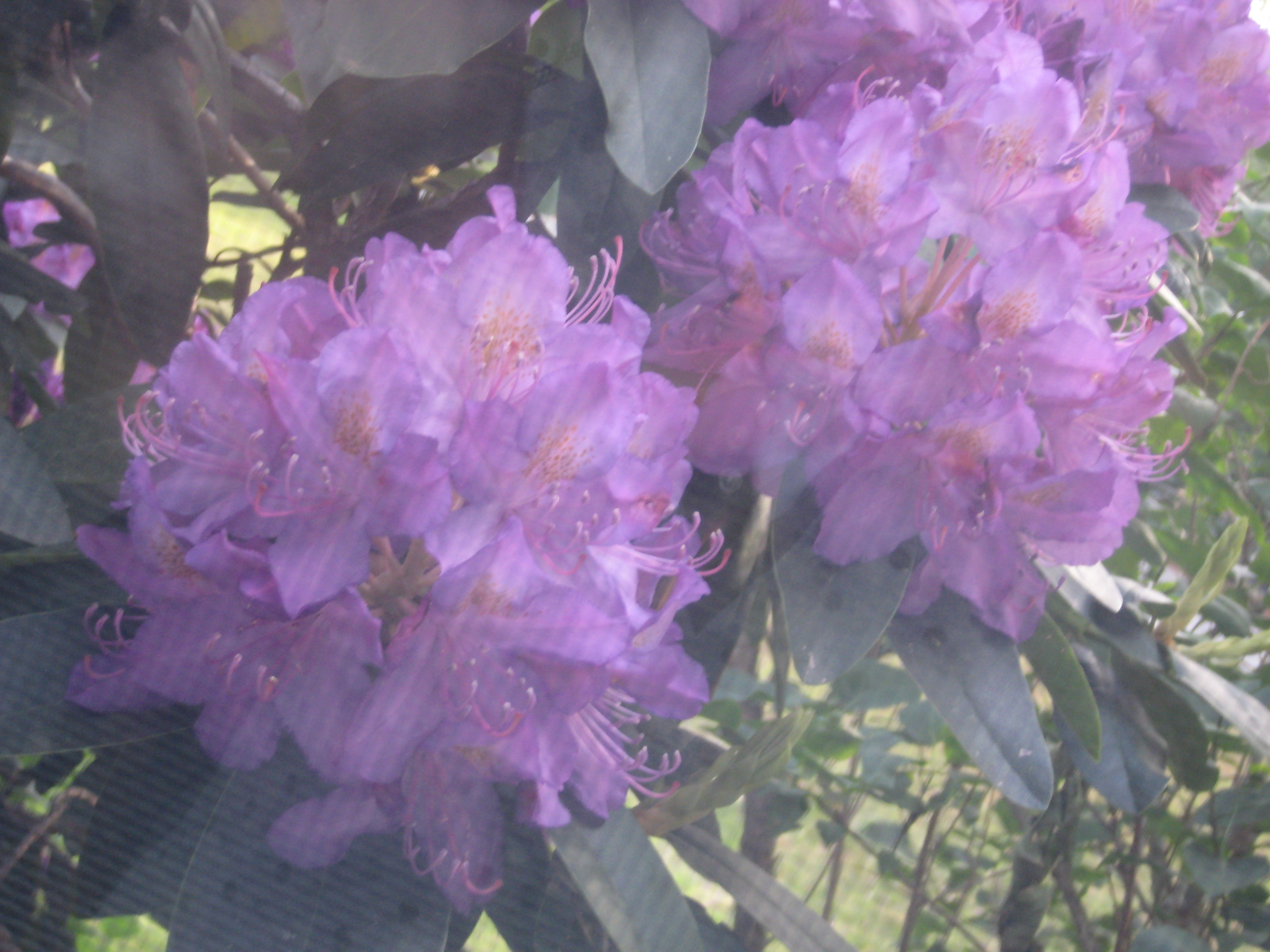 Purple Hydrangea's 1