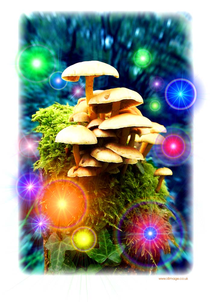 Mushroom lights