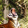 Sumatran Tigress in the Jungle