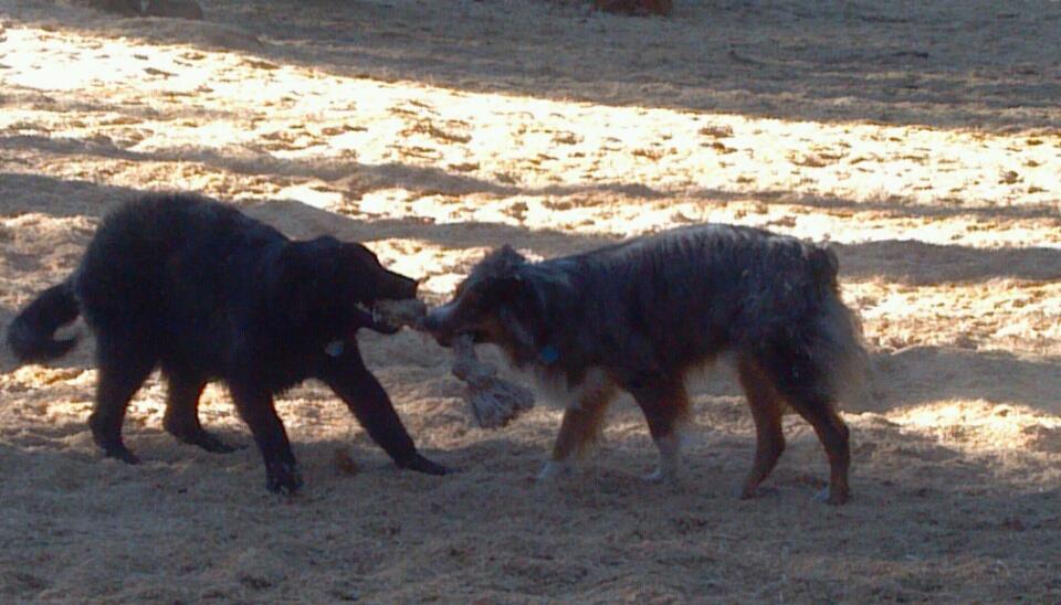 Gunner Playing Tug-o-War