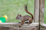 Young American Red Squirrel Stock