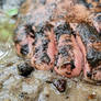 Wet and Rainy Muddy Toes