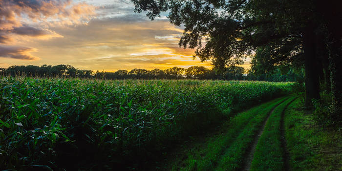 Sunset over a field