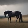 Horse9