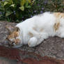 Sleeps during the day and wanders around at night.