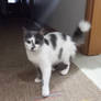 House Cat