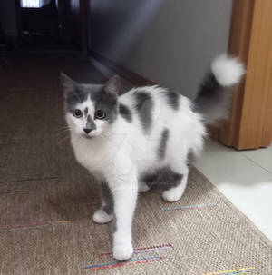 House Cat