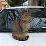 The cat says meow