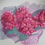hydrangea 26