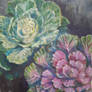 brassica