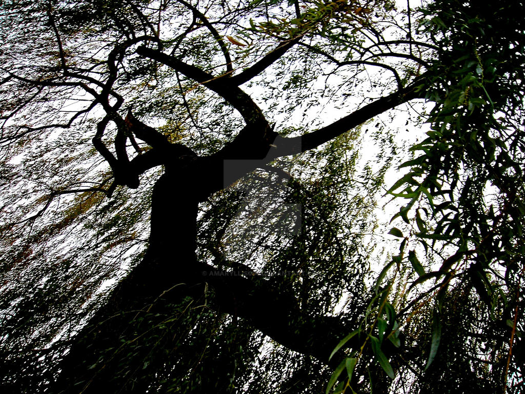 Tree Crying Crying Tree by Amaryllis000 on DeviantArt