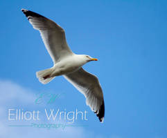 Seagull Stalking