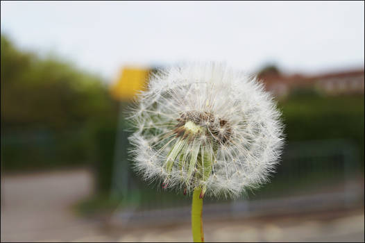 Dandelion Spring