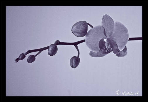 Orchid