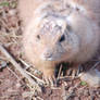 prairie dog