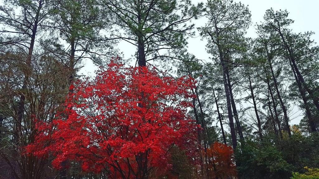 Bloded Tree Blood Tree by latmover0331 on DeviantArt