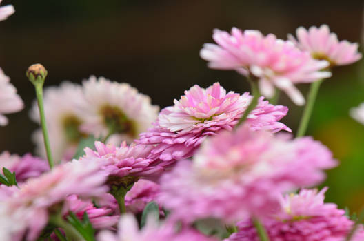 Pink-white flowers