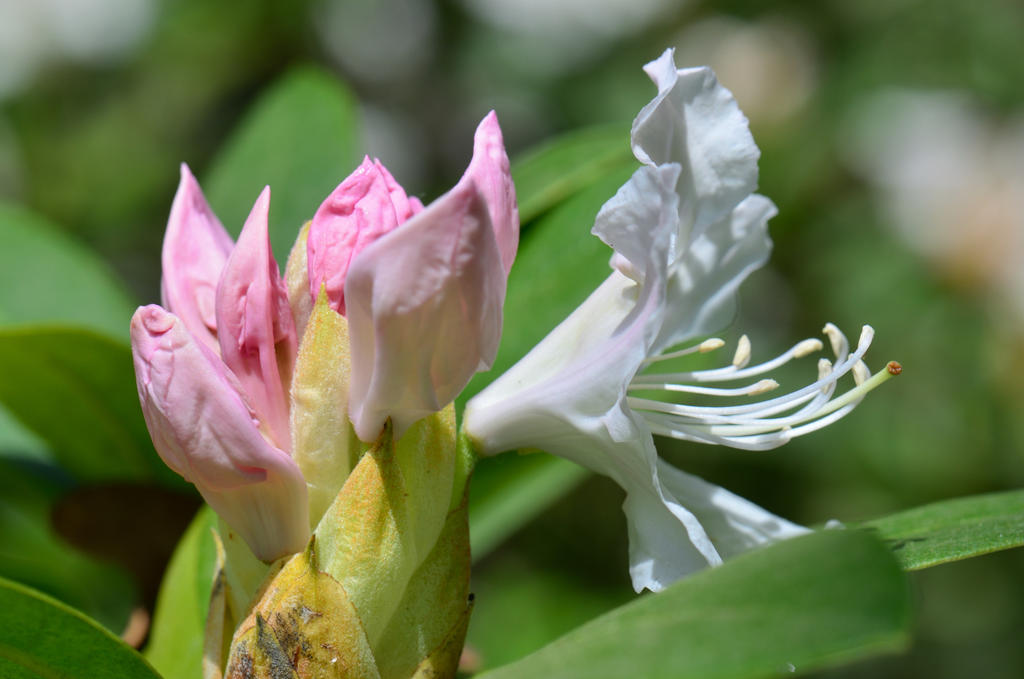 Multicolour Rhodoni Two-coloured rhododendron by NathalieWojta on DeviantArt