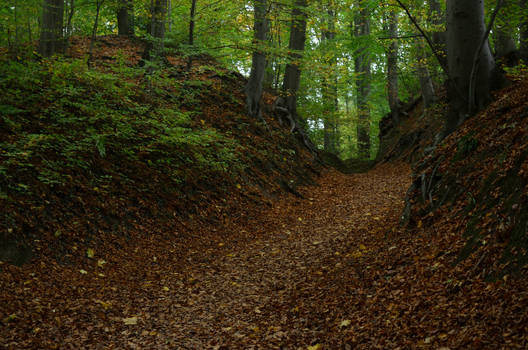 Forrest preparing for autumn