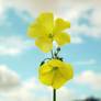 Sour flower