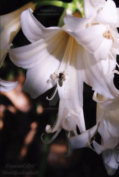 Lily bee..