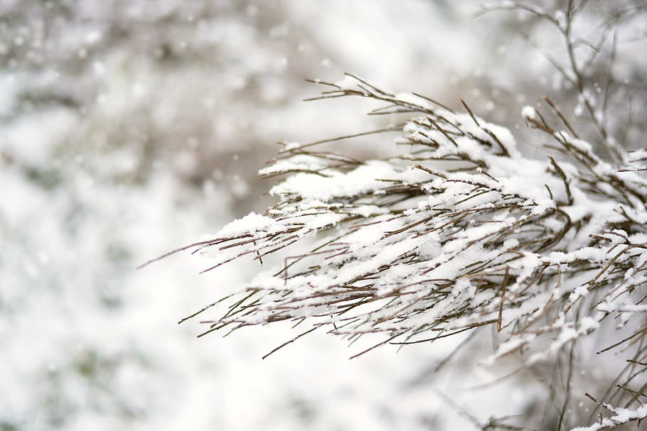Winter-snow-snowy-december