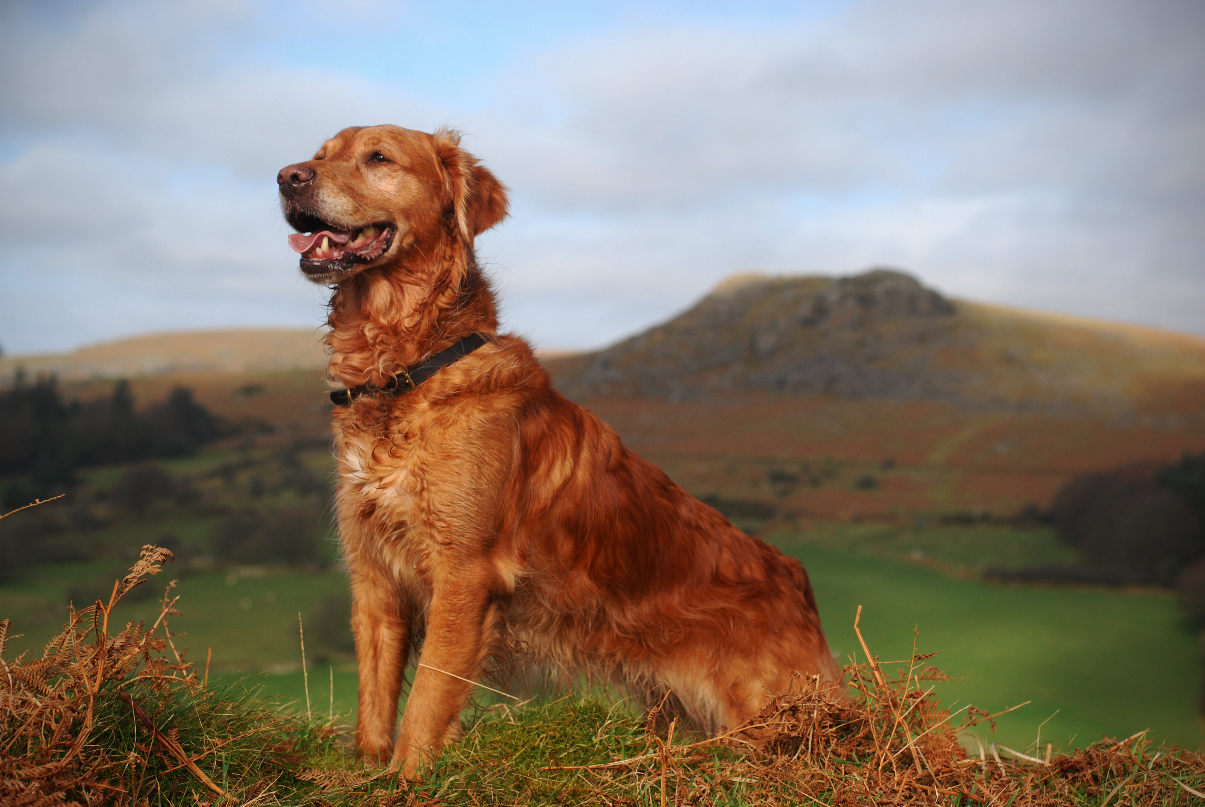 Golden Retriever with Sheepstor