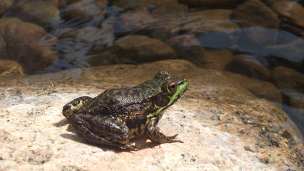 Bull frog  on a rock.