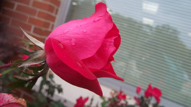 Dew droplets on Rose