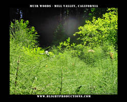 Muir Woods - Mill Valley Ca. 1