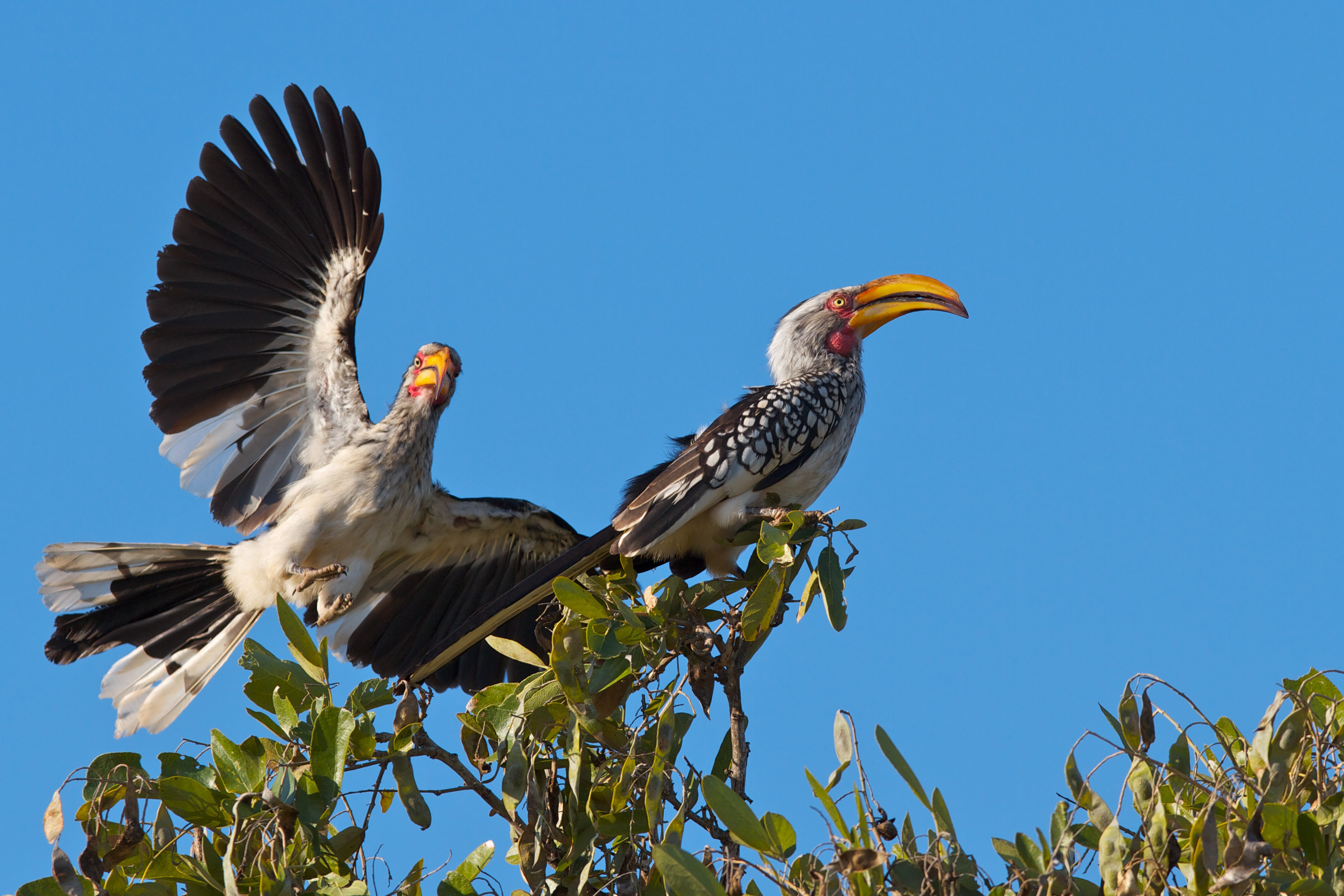Yellow Billed Hornbills