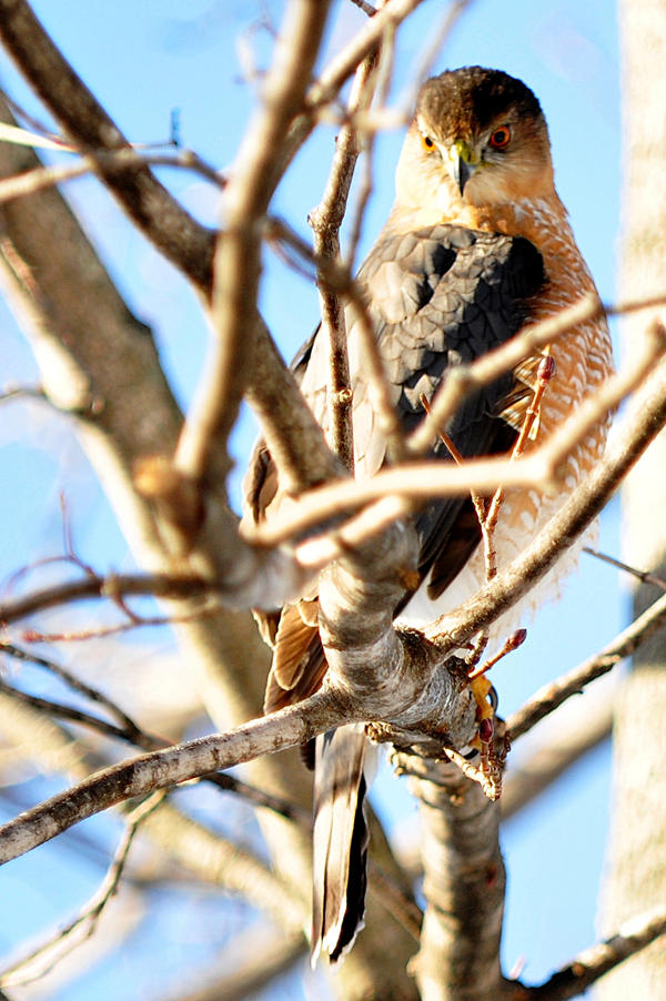 Backyard Visitor2