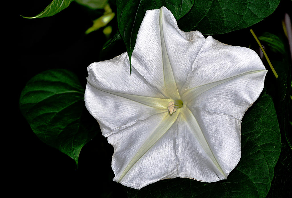 Moonflower