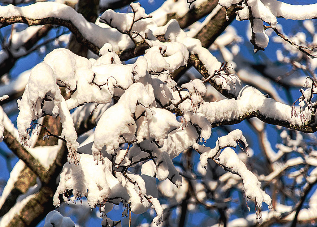 Thanksgiving Snow