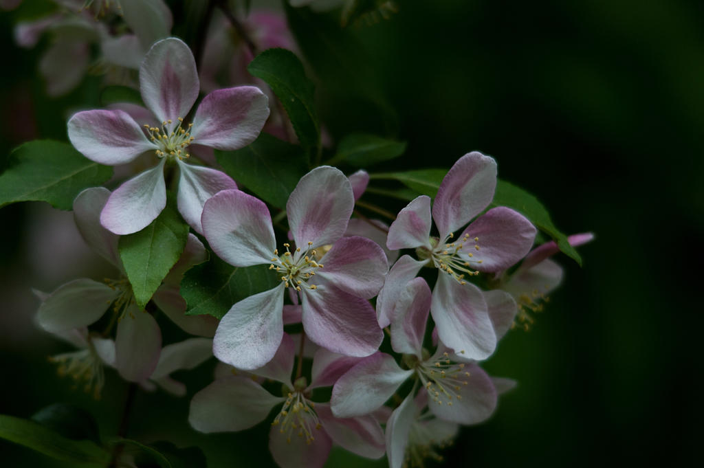 Memorial Day Flowers 1