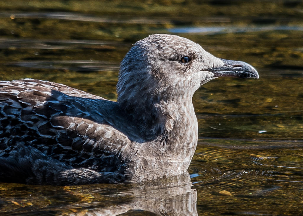 Young Gull