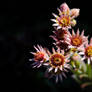 Crowns of Gold and Red