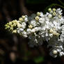 White Lilac