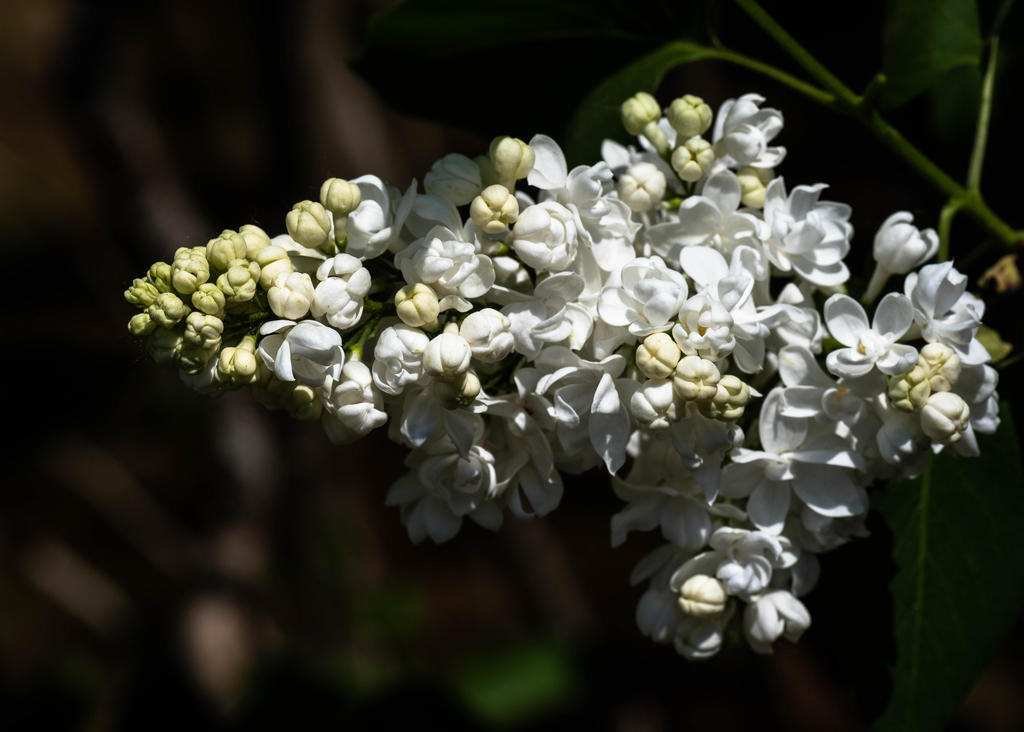 White Lilac