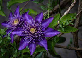 Clematis