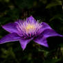 Clematis2