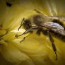 Fall Bee3
